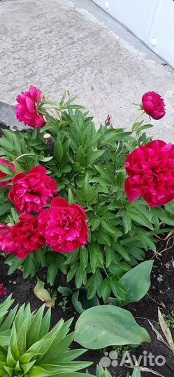 Пионы ромашки