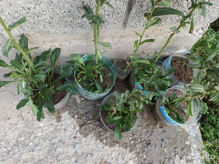 Ромашка нивяник