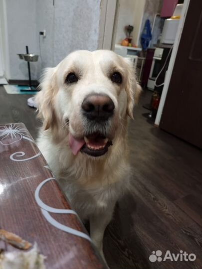 Вязка золотистый ретривер приглашает на вязку