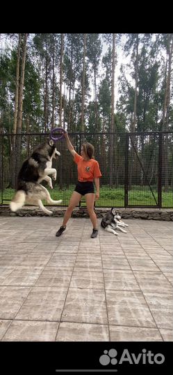 Зоопсихолог, кинолог