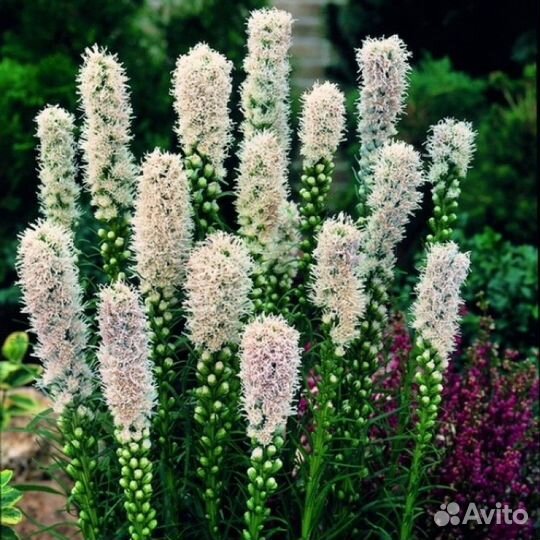 Лиатрис, 3 сорта. Клубень