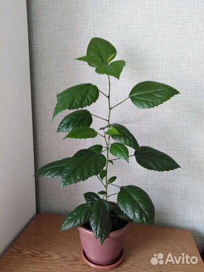 Гибискус китайская роза