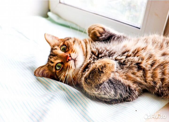 Котик Табби в добрые руки