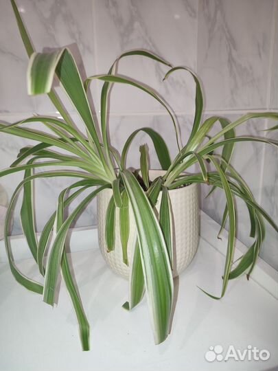 Хлорофитум