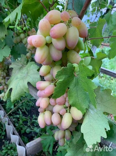 Рассада винограда