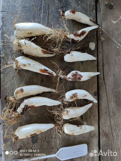 Кандык жёлтый, ирис бородатый вабаш шоколадница