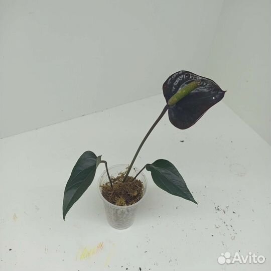 Антуриум черный сорт Блэк Лав