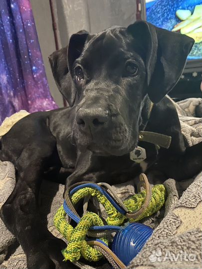 Щенок кане корсо