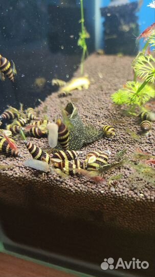 Гуппи ред фул