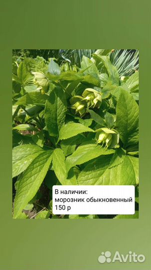 Цветы и саженцы