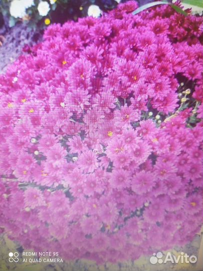 Хризантема мультифлора(шаровидная)