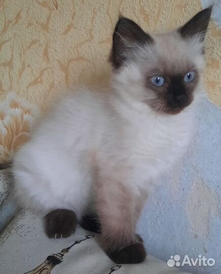 Котята невская маскарадная порода