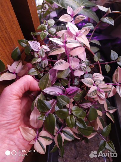 Традесканция Квадриколор