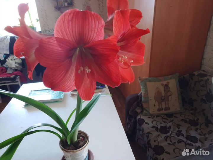 Амарилис