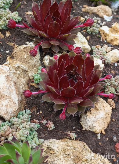 Каменные розы (молодила) 3 сорта