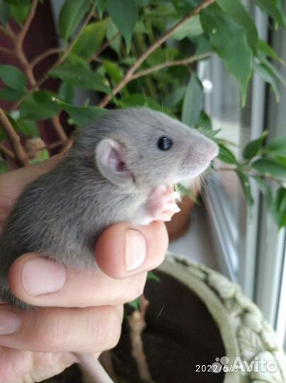 Крысята малыши