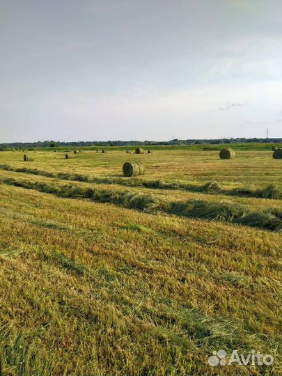 Сено в рулонах