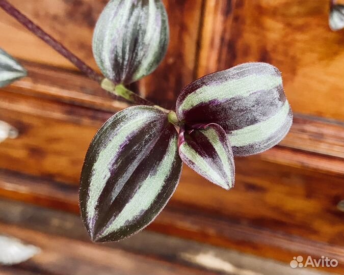 Сеткреазия пурпурная и традесканция, в кашпо 2 шт