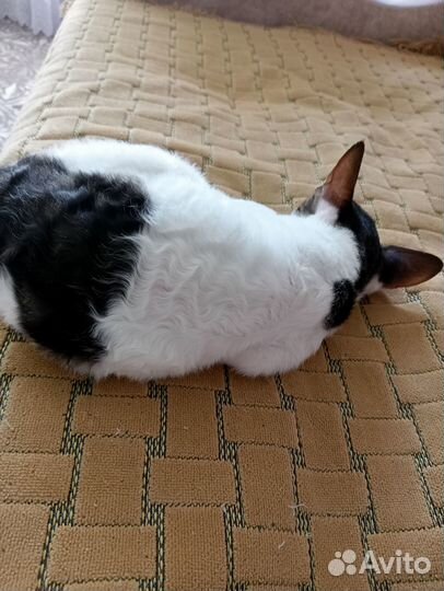 Корниш-рекс