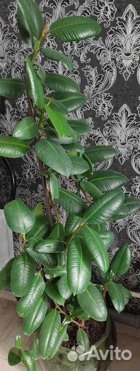 Фикус с Кашпо