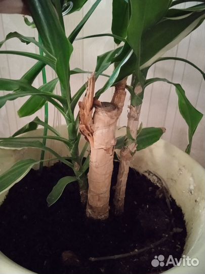 Драцена, высота 120 см, с горшком