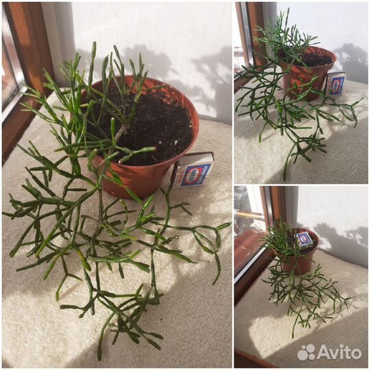 Замиокулькас +