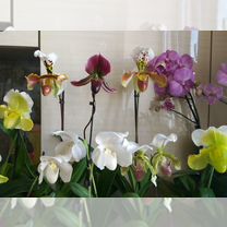 Орхидеи Paphiopedilum 20 разных видов(сортов)