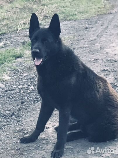 Вязка Кобель Вео