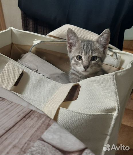 Котенок 3 месяца мальчик