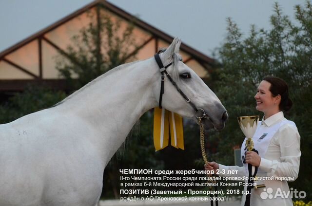 Белоснежный жеребец Двукратный Чемпион России объявление продам