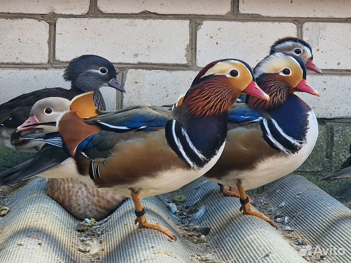 Древесные декоративные утки