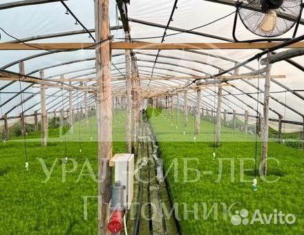 Предзаказ Лиственница Сибирская зкс сеянцы