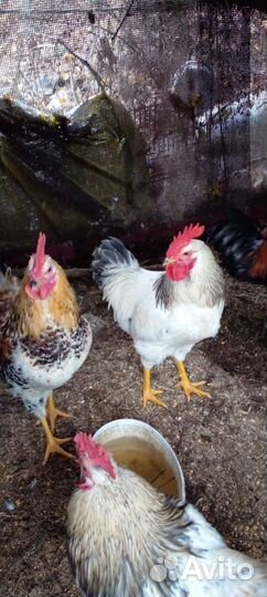 Молодые петухи