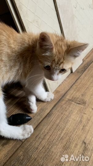 Рыжий котенок