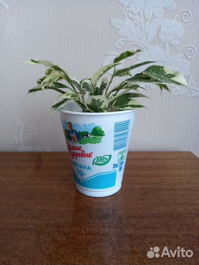 Фикус бенджамина Твилайт