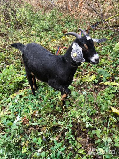 Альпийские козы