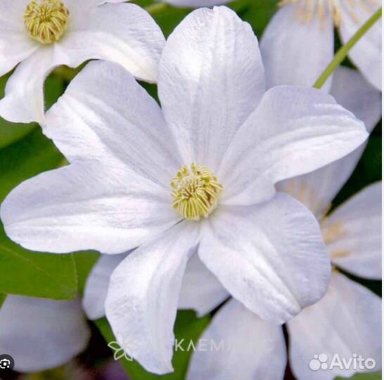 Саженцы клематиса Тай Дай, Хулдине, Голубой Ангел