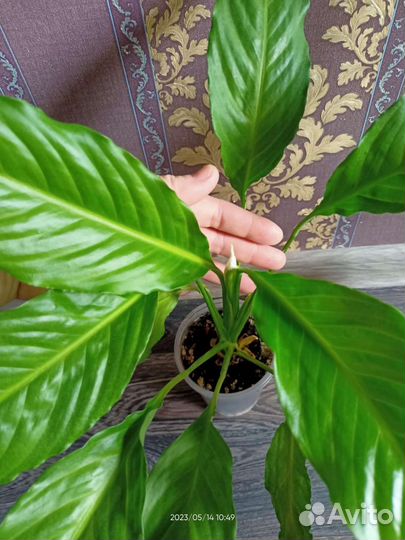 Спатифиллум