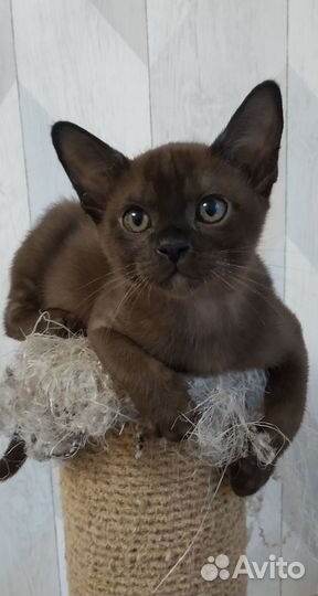 Бурманская