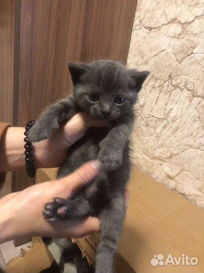 Кошка в дар бесплатно