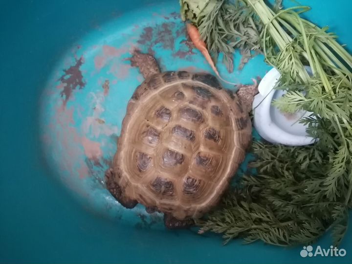 Черепаха сухопутная