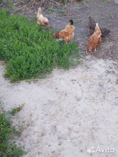 Домашние куриные яйца