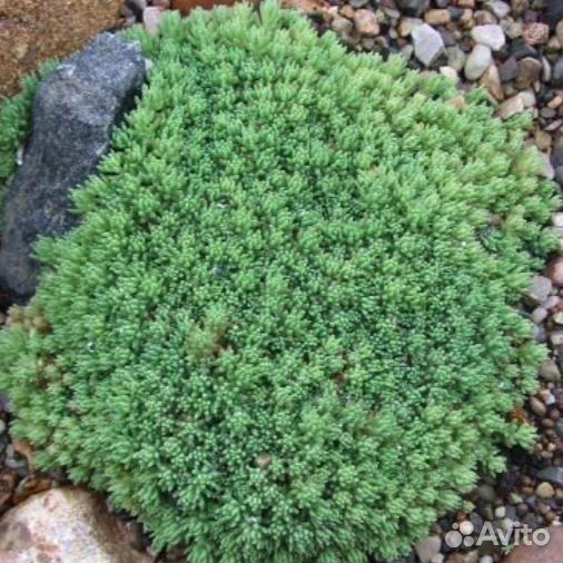 Очиток (седум) лидийский