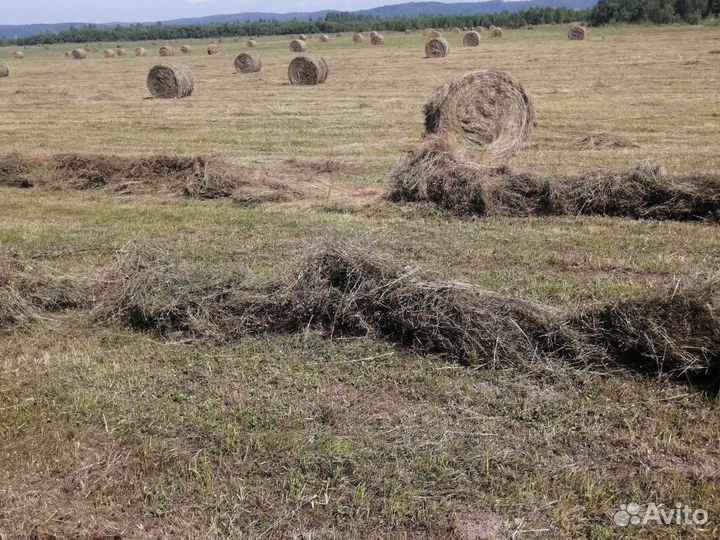 Продам сено разнотравье в тюках