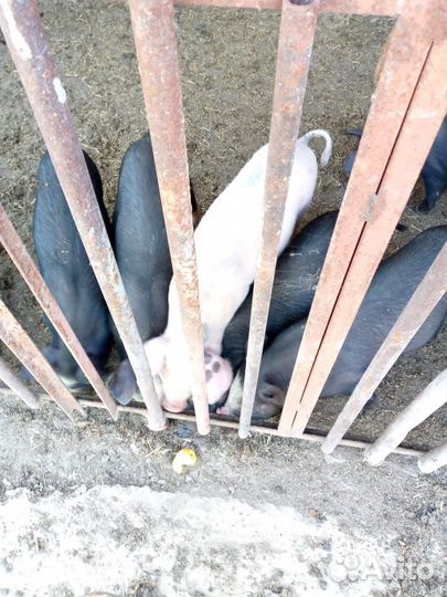 Продаются 2-ух месячные поросята,мясной породы