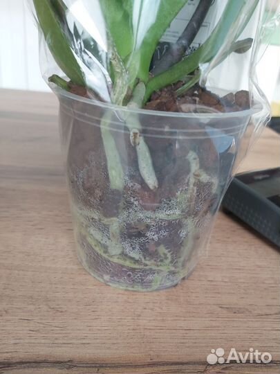 Орхидея фаленопсис