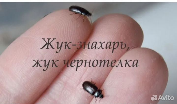 Жук знахарь