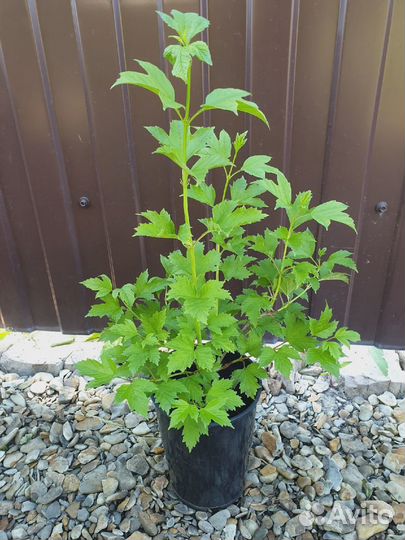 Спирея - Калина - Снежноягодник - Пузыреплодник