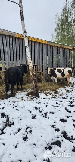 Телки стельные