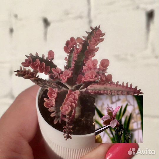 Суккуленты